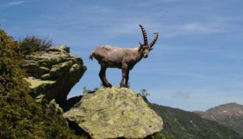 Ibex on a rock in the Aiguilles Rouges on the Tour du Mont Blanc