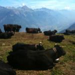 Self-guided Tour du Mont Blanc trek from Courmayeur to Chamonix
